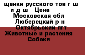 щенки русского тоя г/ш и д/ш › Цена ­ 8 000 - Московская обл., Люберецкий р-н, Октябрьский пгт Животные и растения » Собаки   